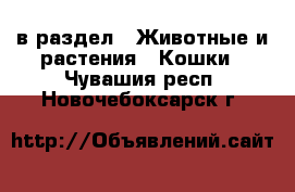  в раздел : Животные и растения » Кошки . Чувашия респ.,Новочебоксарск г.